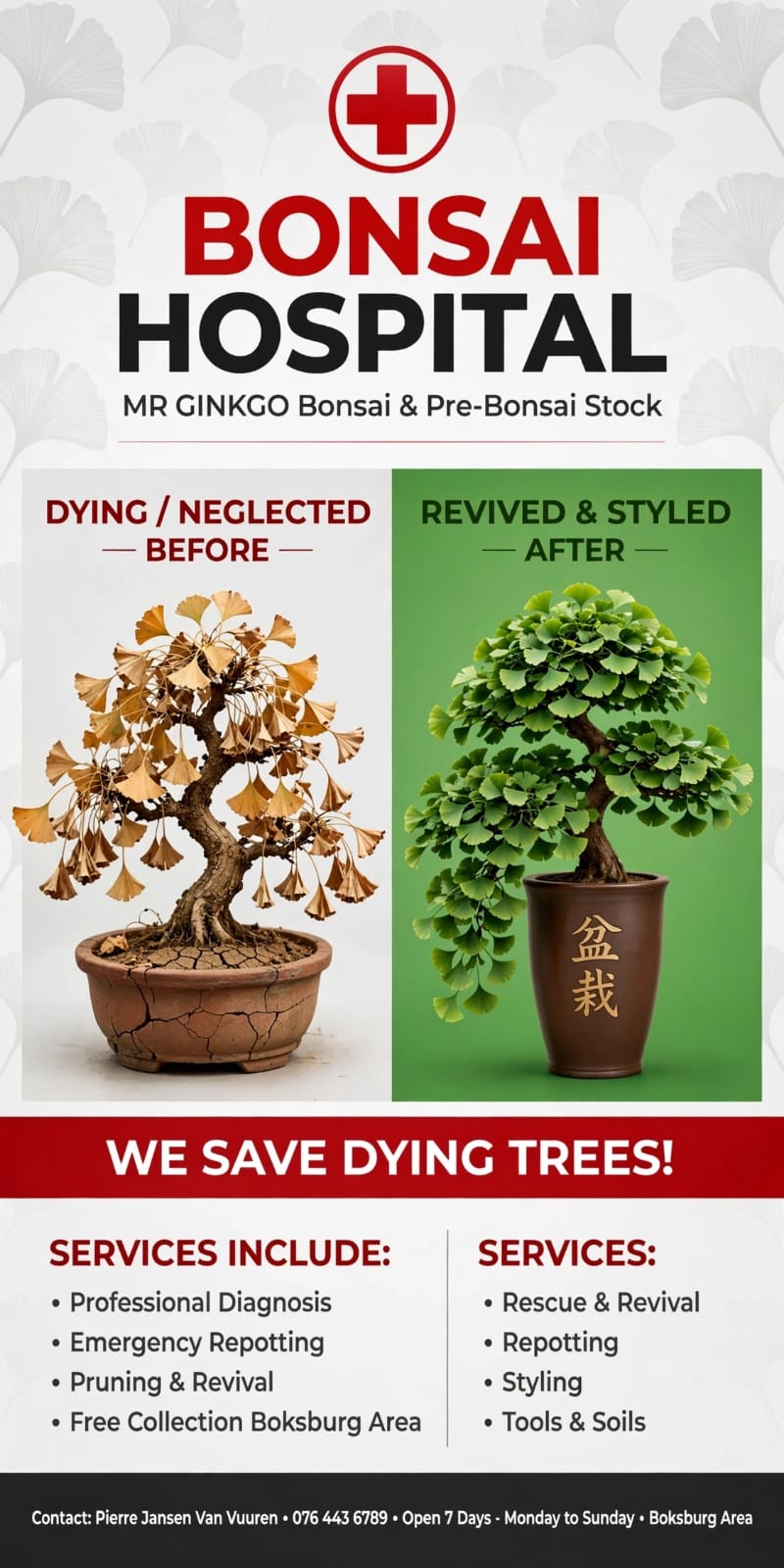 Before: a ginkgo bonsai with dry, ochre leaves in a cracked clay pot of parched soil