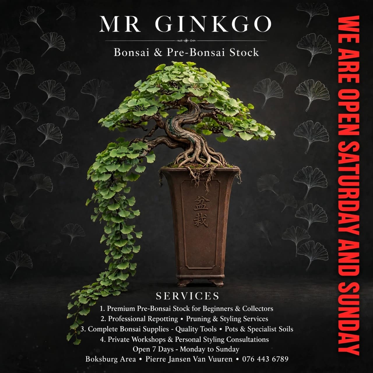 A cascading ginkgo bonsai with a twisted trunk, growing in a tall brown ceramic pot